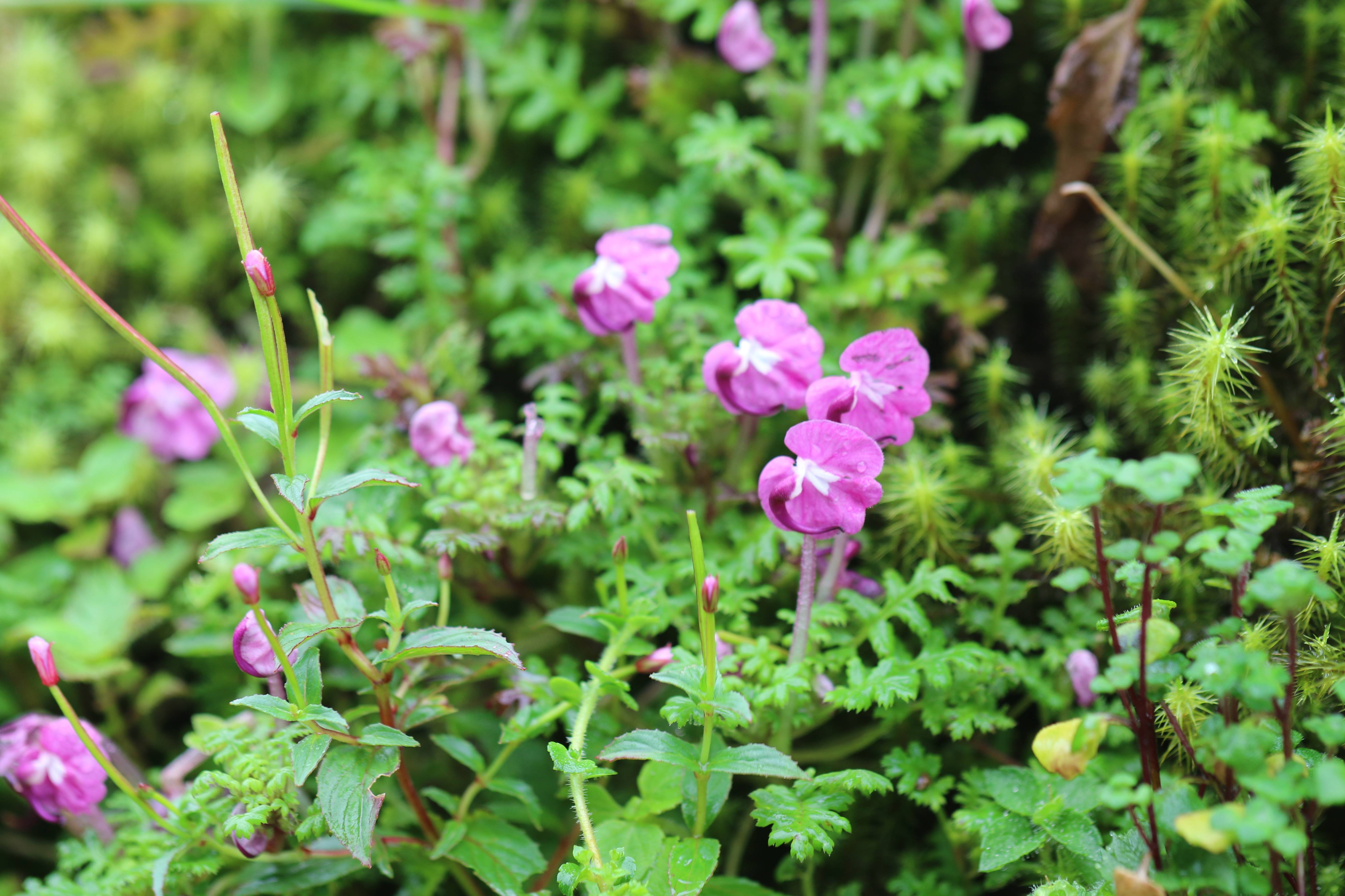 野外灭绝百年"矮马先蒿"在高黎贡山保山段肆意怒放