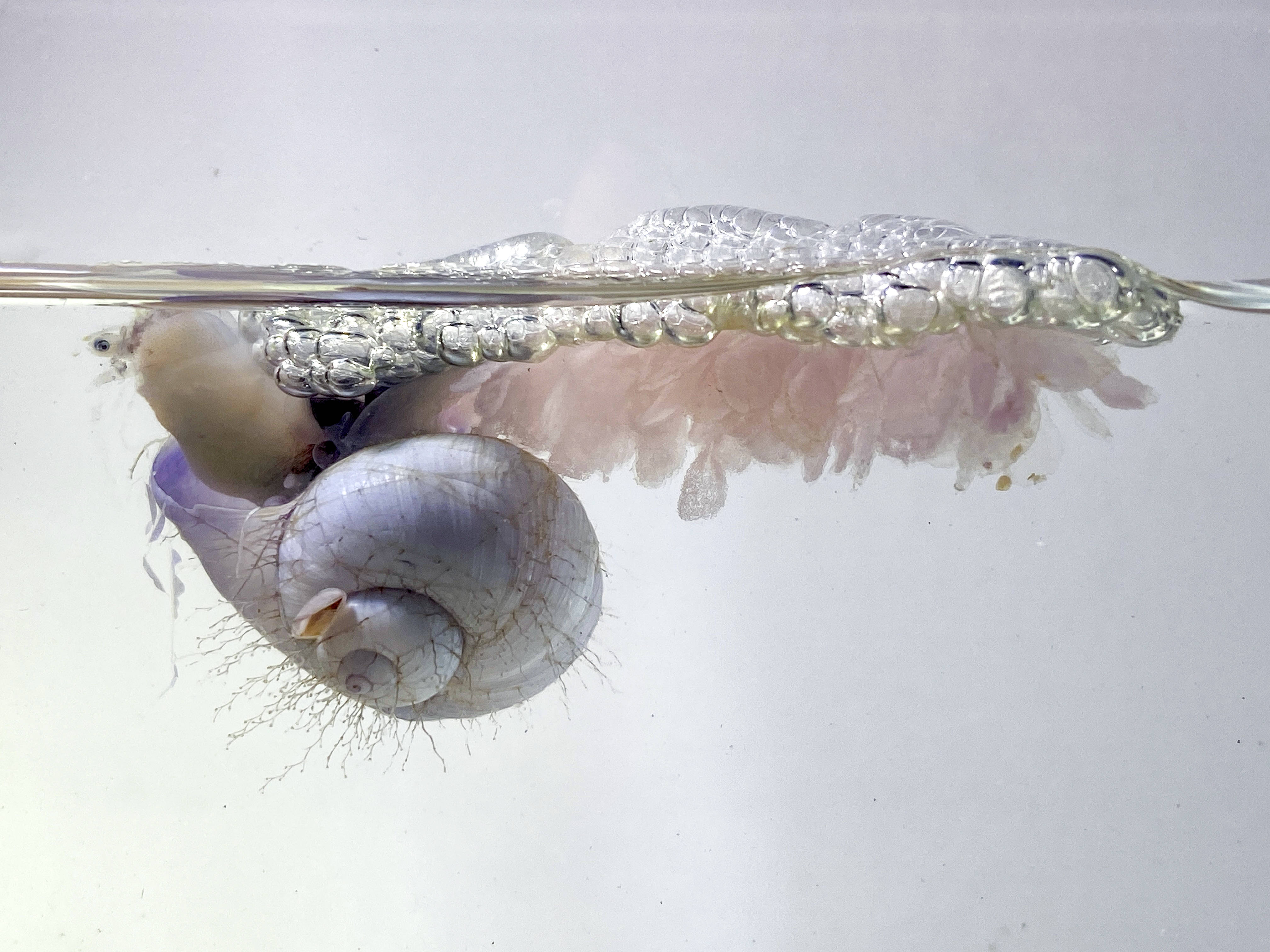 海蜗牛漂浮的旅行家