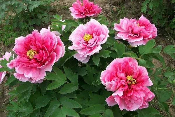 明天8月22日 运势开始逆袭 财运旺盛 事业直线上升 钱财花不完的3生肖 工作