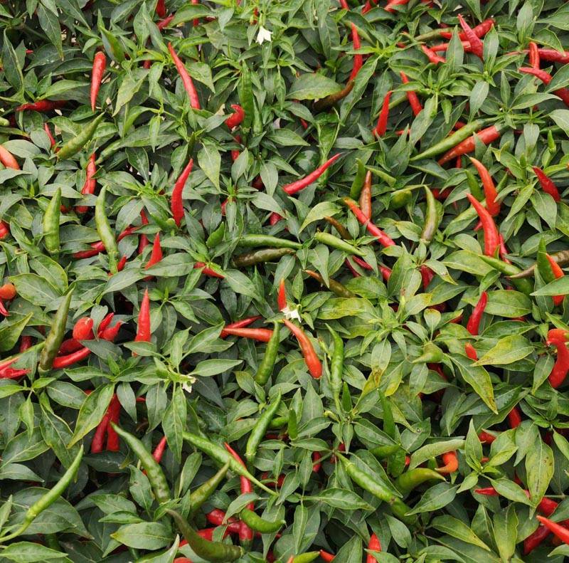 艳亮朝天椒,早熟,大果,产量高_杂交