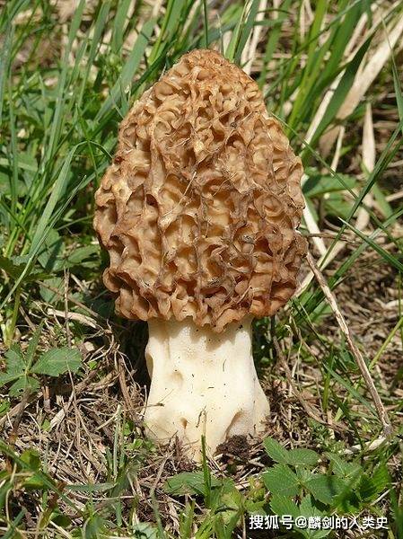 地球生物全系列从单细胞到人类盘菌亚门盘菌纲