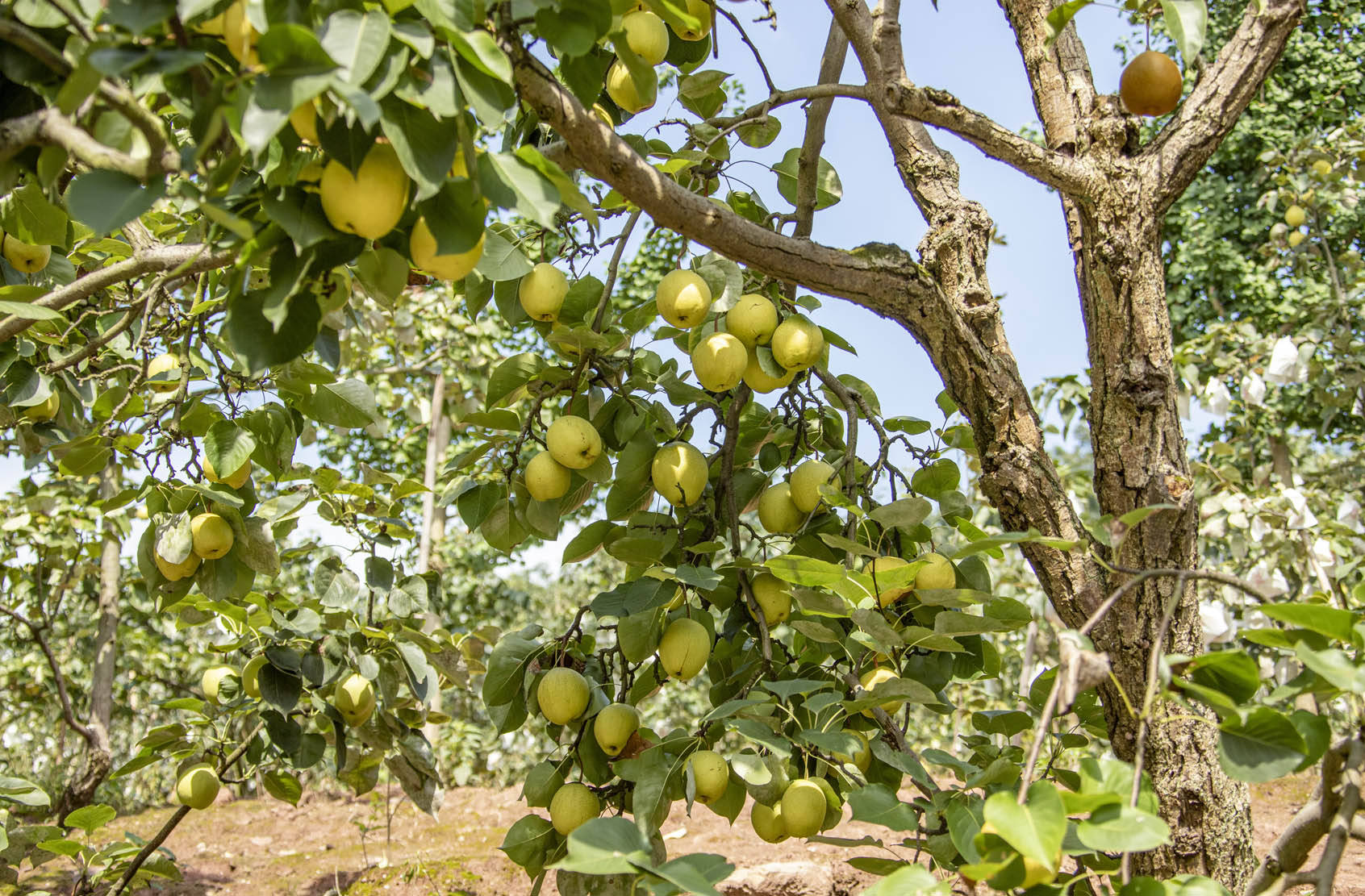 仁寿县曹家镇,随处可见的是生长茂盛的梨树和树上硕果累累的"曹家"梨