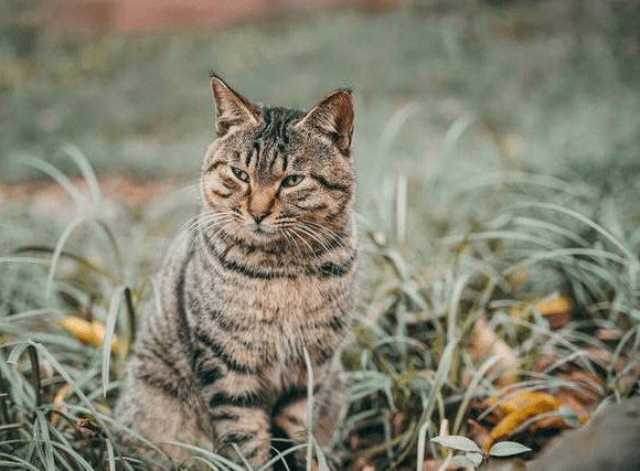 因为|狸花猫真的是没人要的土猫吗？