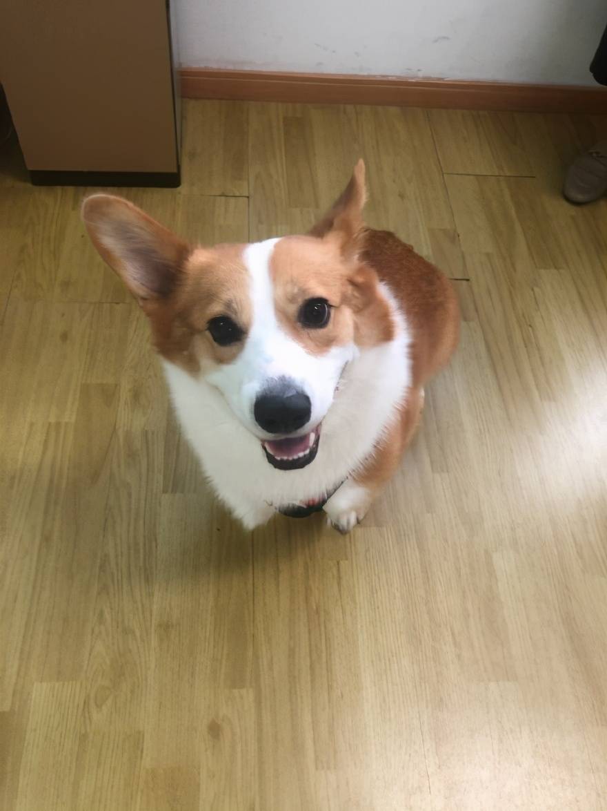 日常 美食不仅能治愈女孩的心情 还能让狗狗瞬间开心