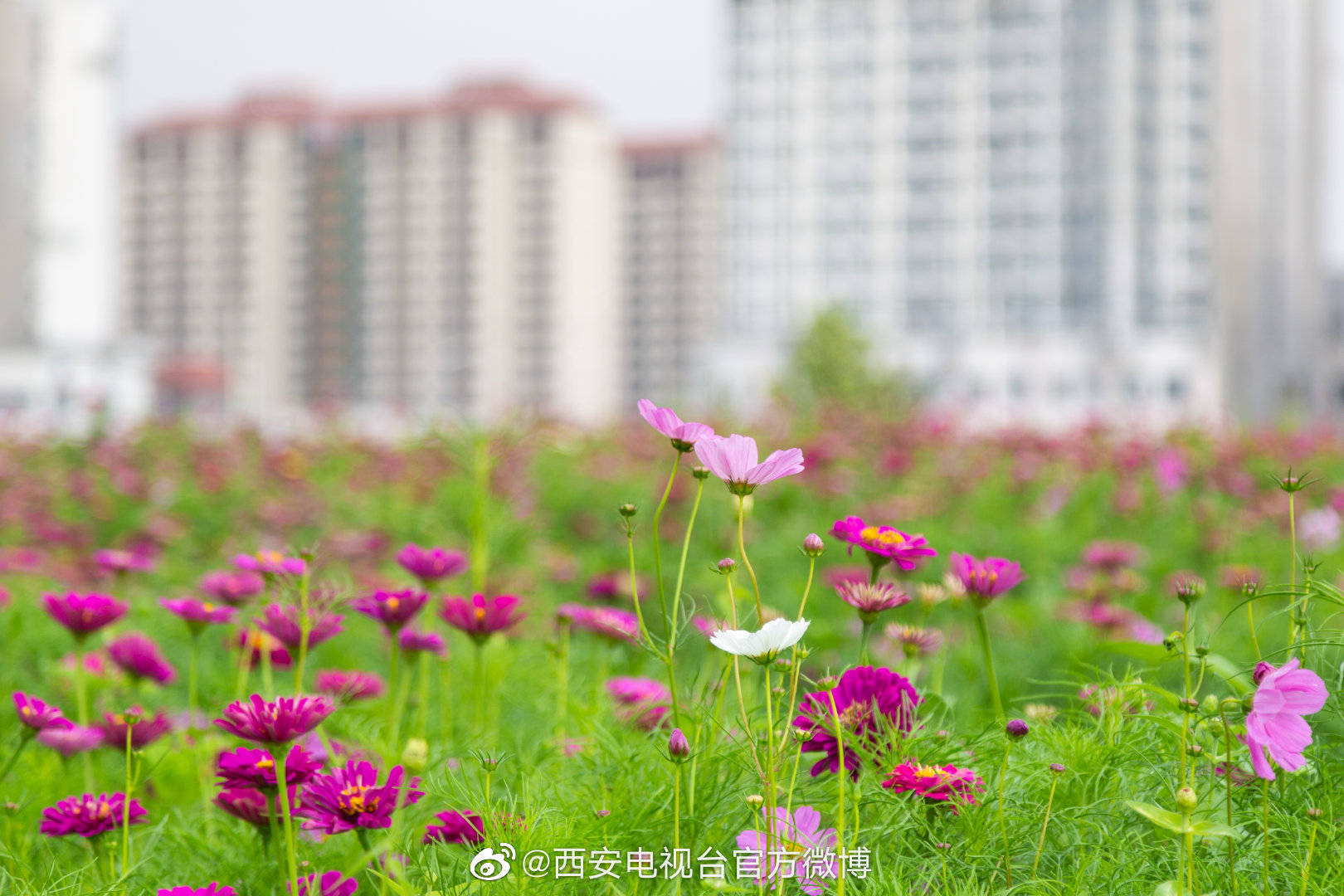 西安花海公园图片