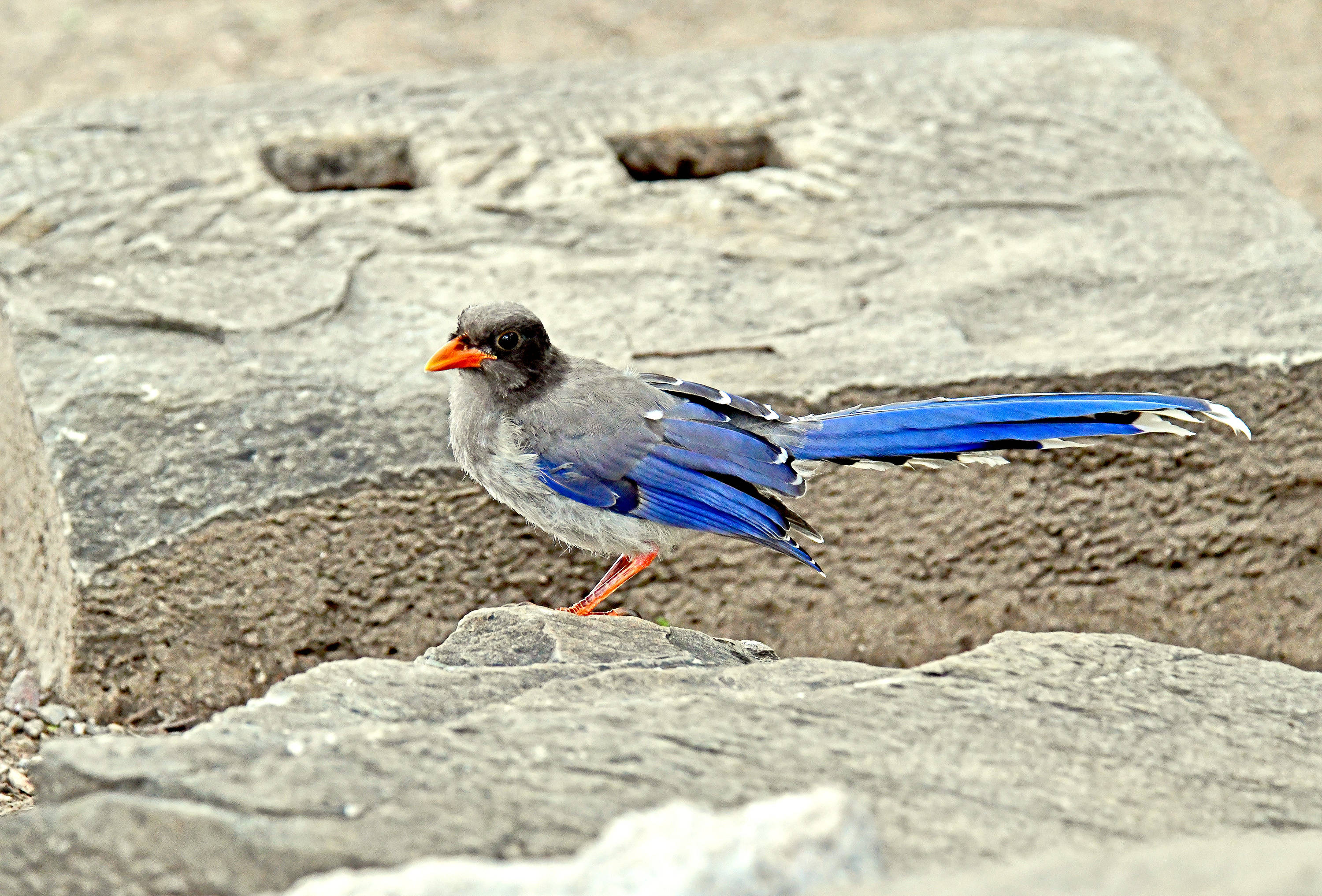 红嘴蓝鹊幼鸟的新生活