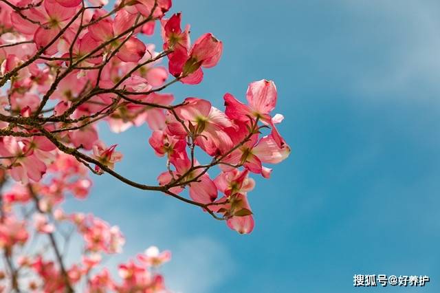 外面的树木长进花园好不好