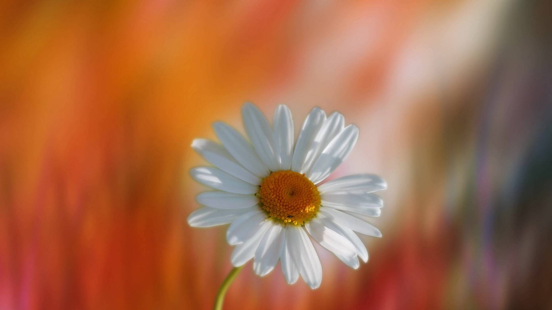 一朵雏菊唯美图片图片