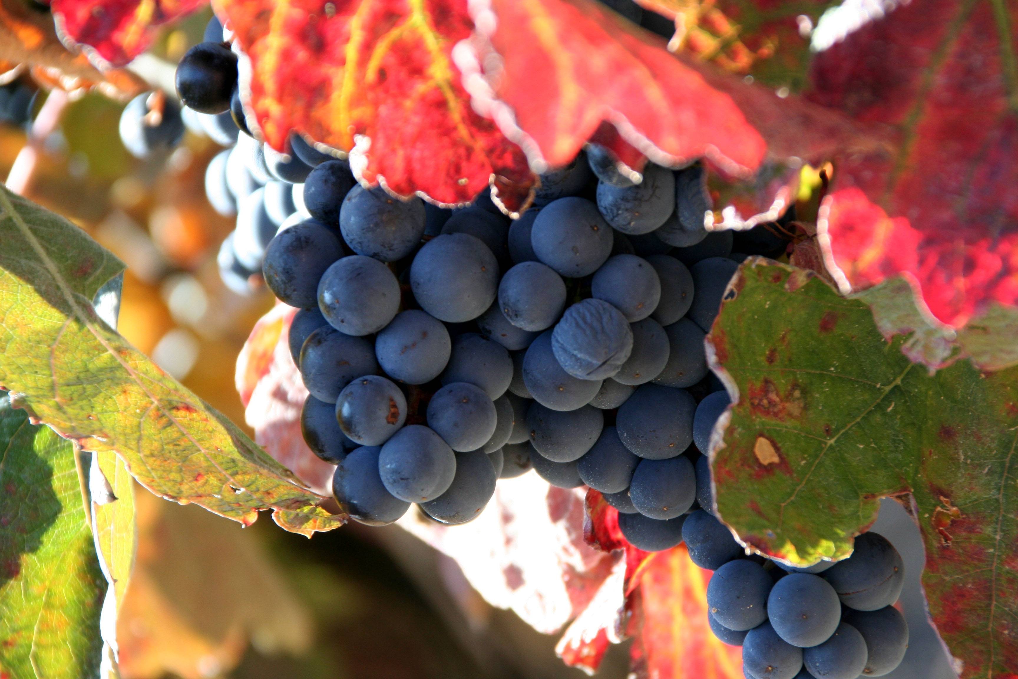 略差所以更能促进通风,有助于葡萄酒后期储存并在陈酿阶段更好地表现