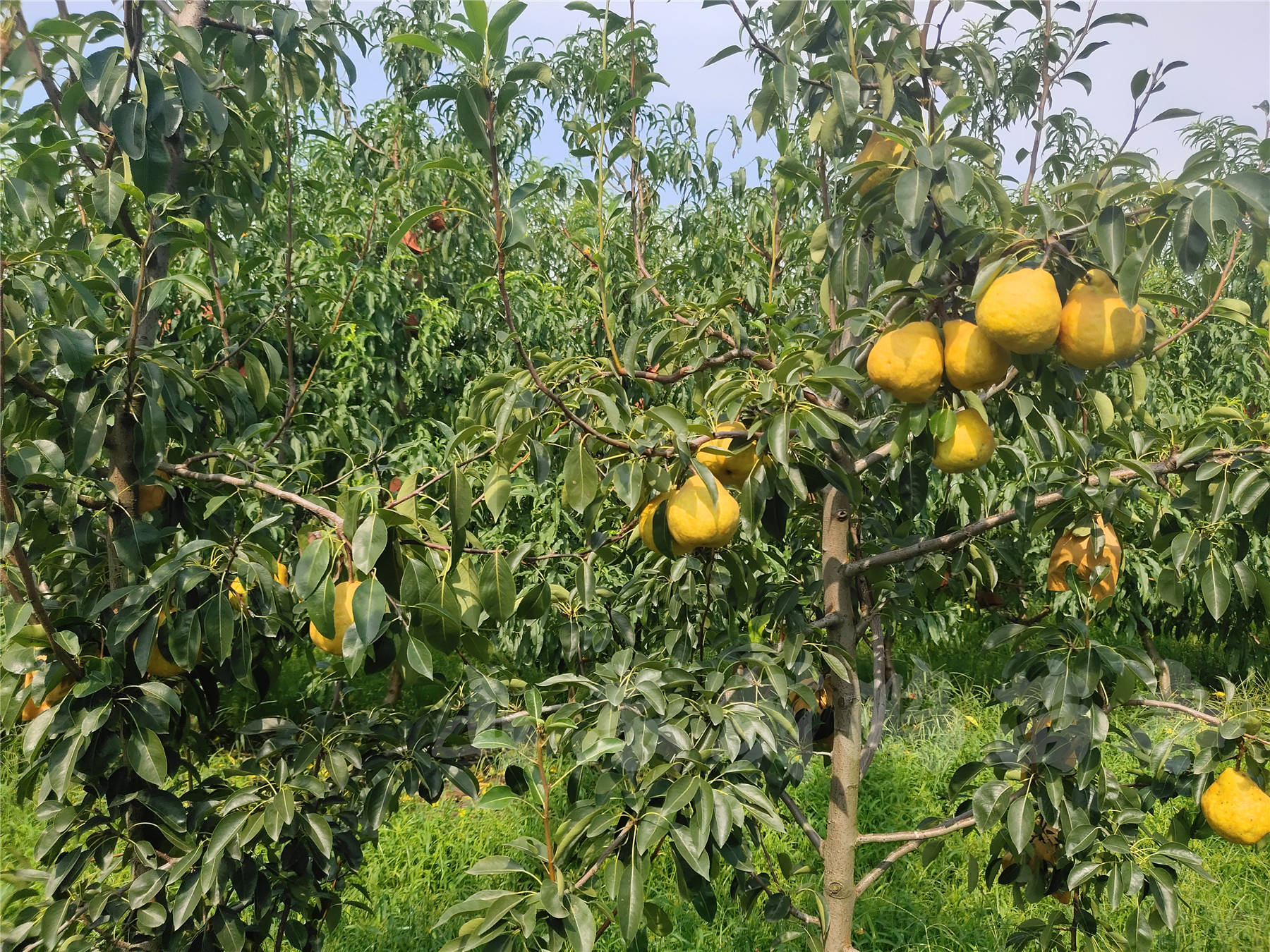 丑梨树苗品种介绍_成鹏