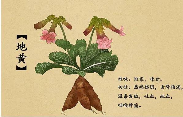 马博士|【马博士聊本草】女科要药（三）：地黄的故事——治妇人劳热之要药