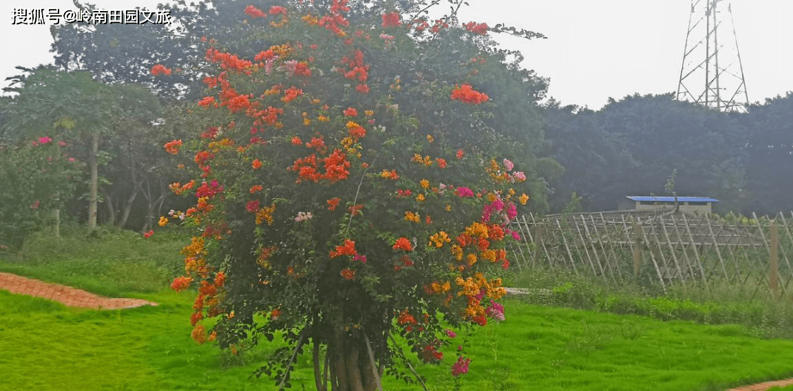 红林花海图片