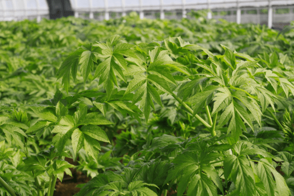 半岛网 9月8日走进三丰明日叶农业生产园