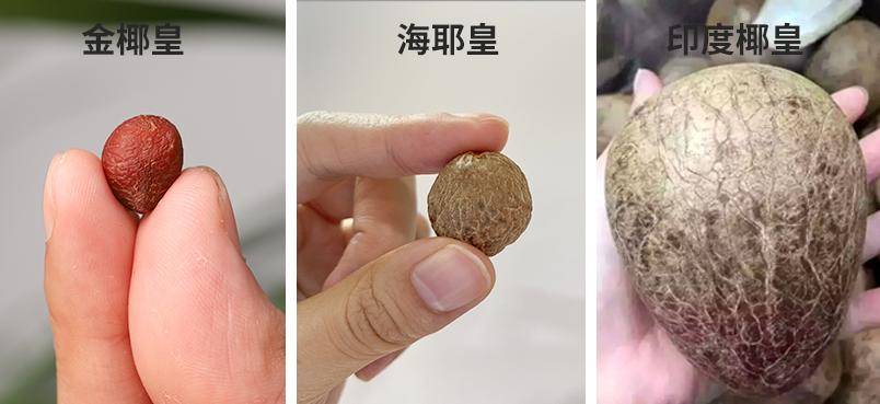 世界上最小的椰子金椰皇还是最美味的椰子