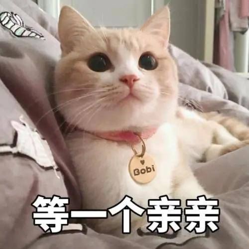 猫咪|与猫咪互动的正确方式