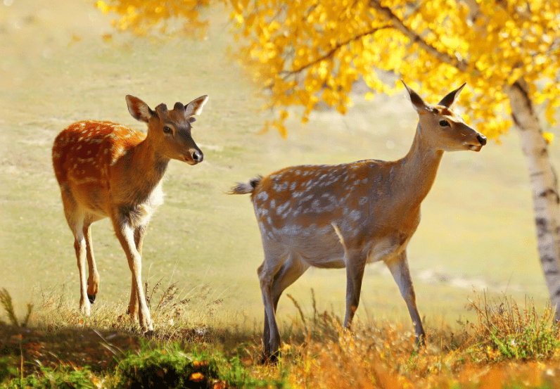 梅花鹿:事到如今,我不满了,摊牌了_鹿角