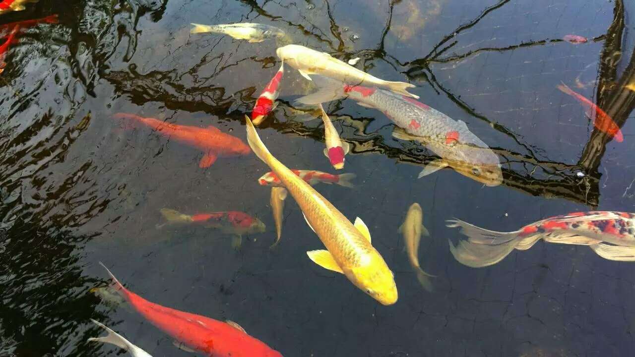 而当鱼池水中的氮浓度高于锦鲤体内时,水中的含氮废物便经由鳃部渗透