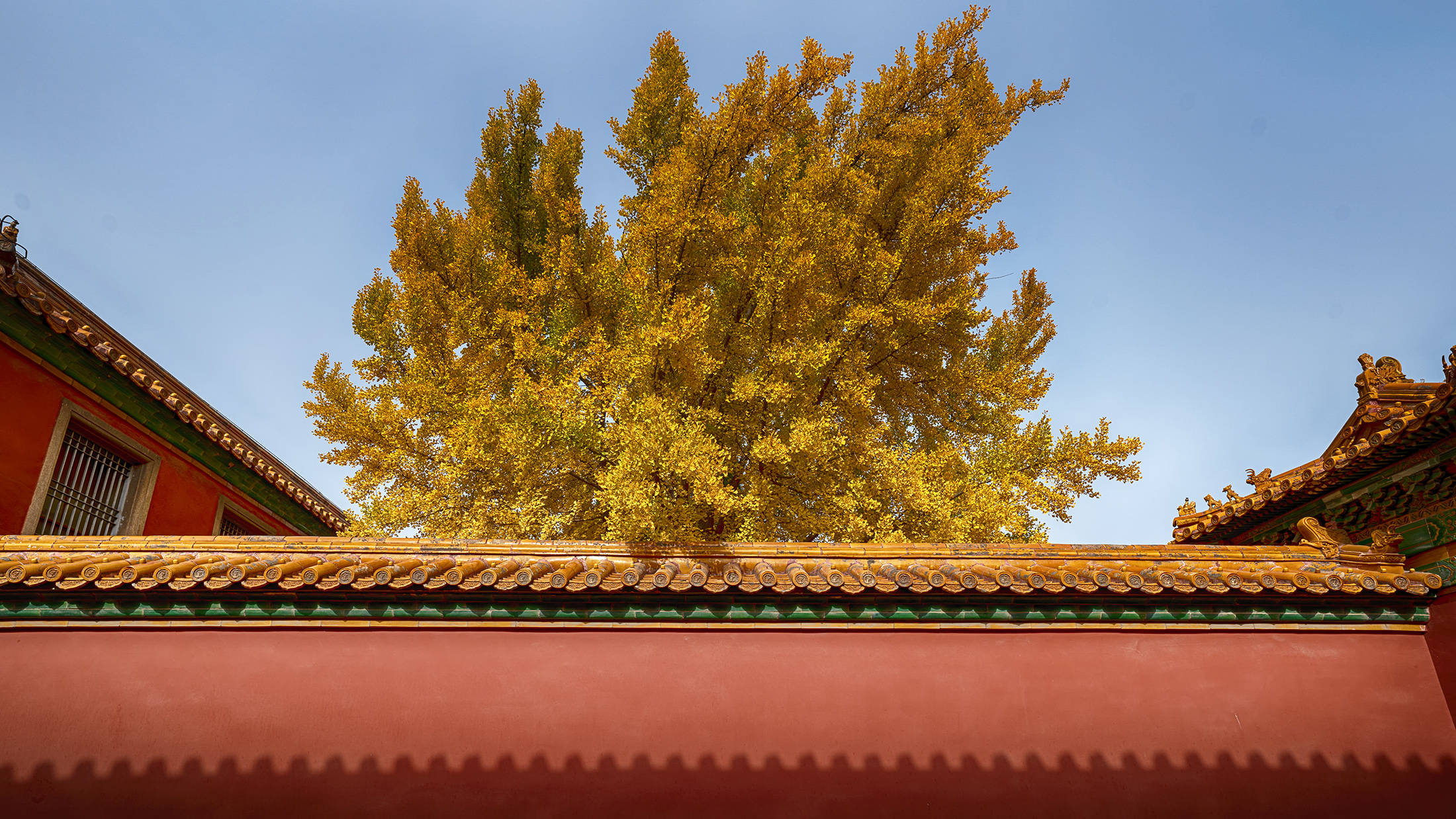 摄影师唐瑜键:京城"皇家"秋色浓