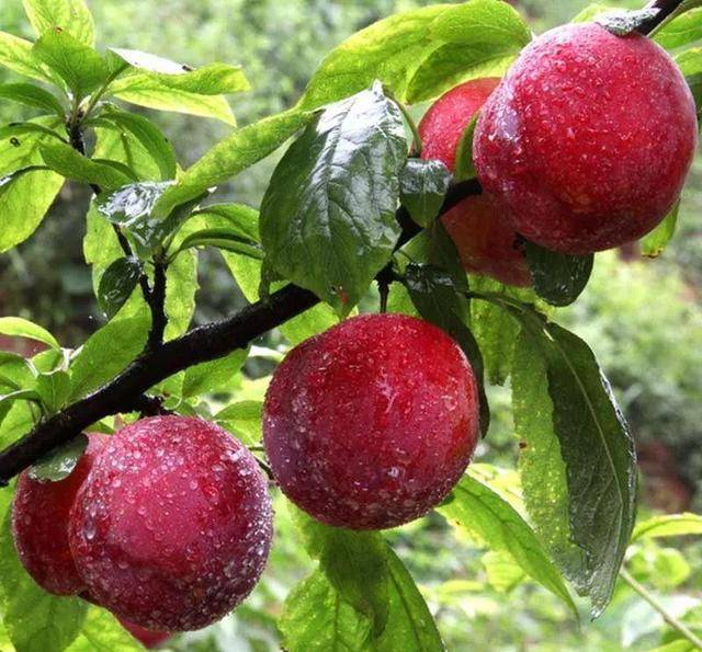 二十一世纪水果娇子—美国杏李植物非试管高效快繁技术