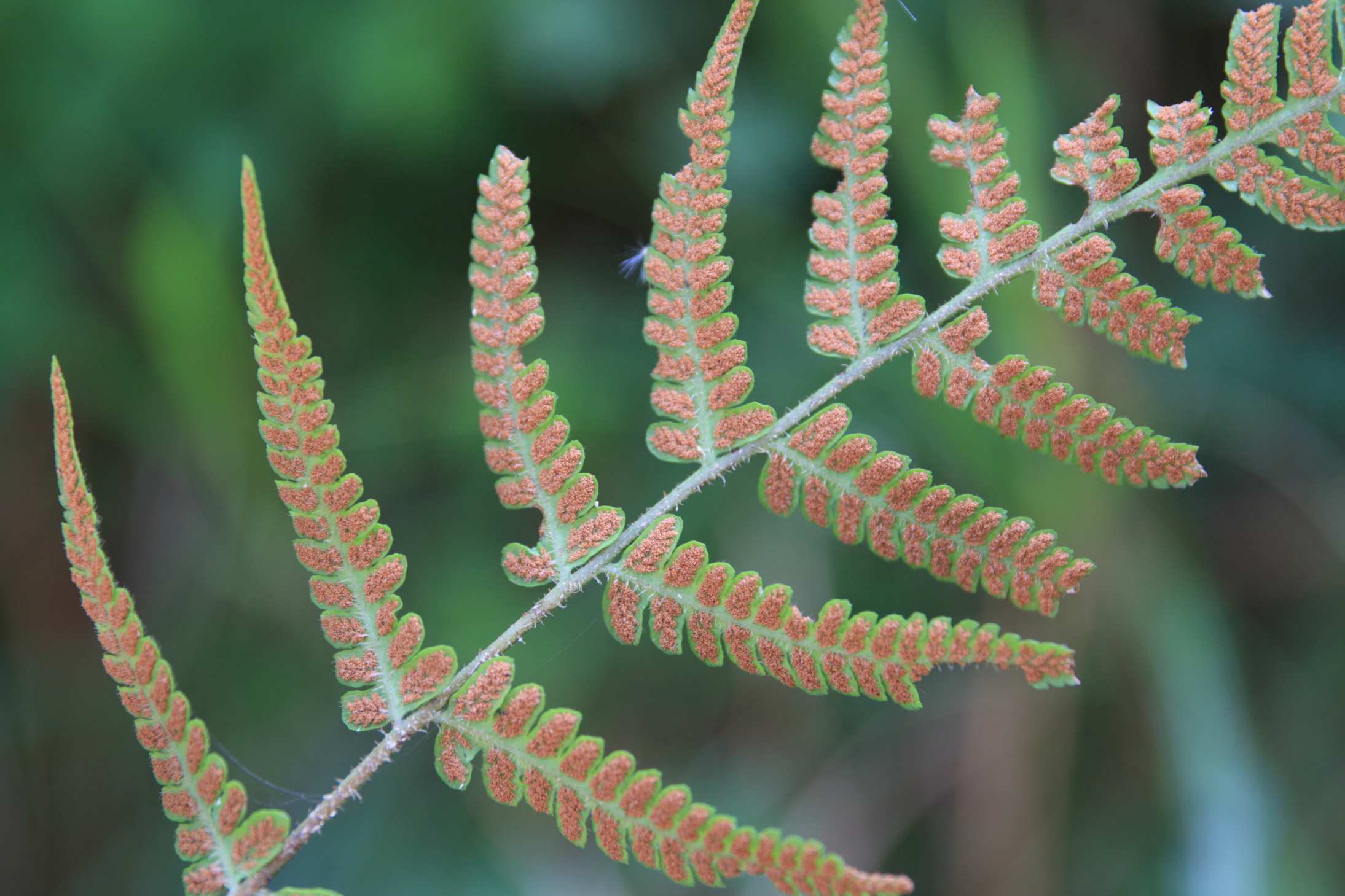庆元植物1441-蹄盖蕨科-对囊蕨属-毛叶对囊蕨(原毛轴假蹄盖蕨)