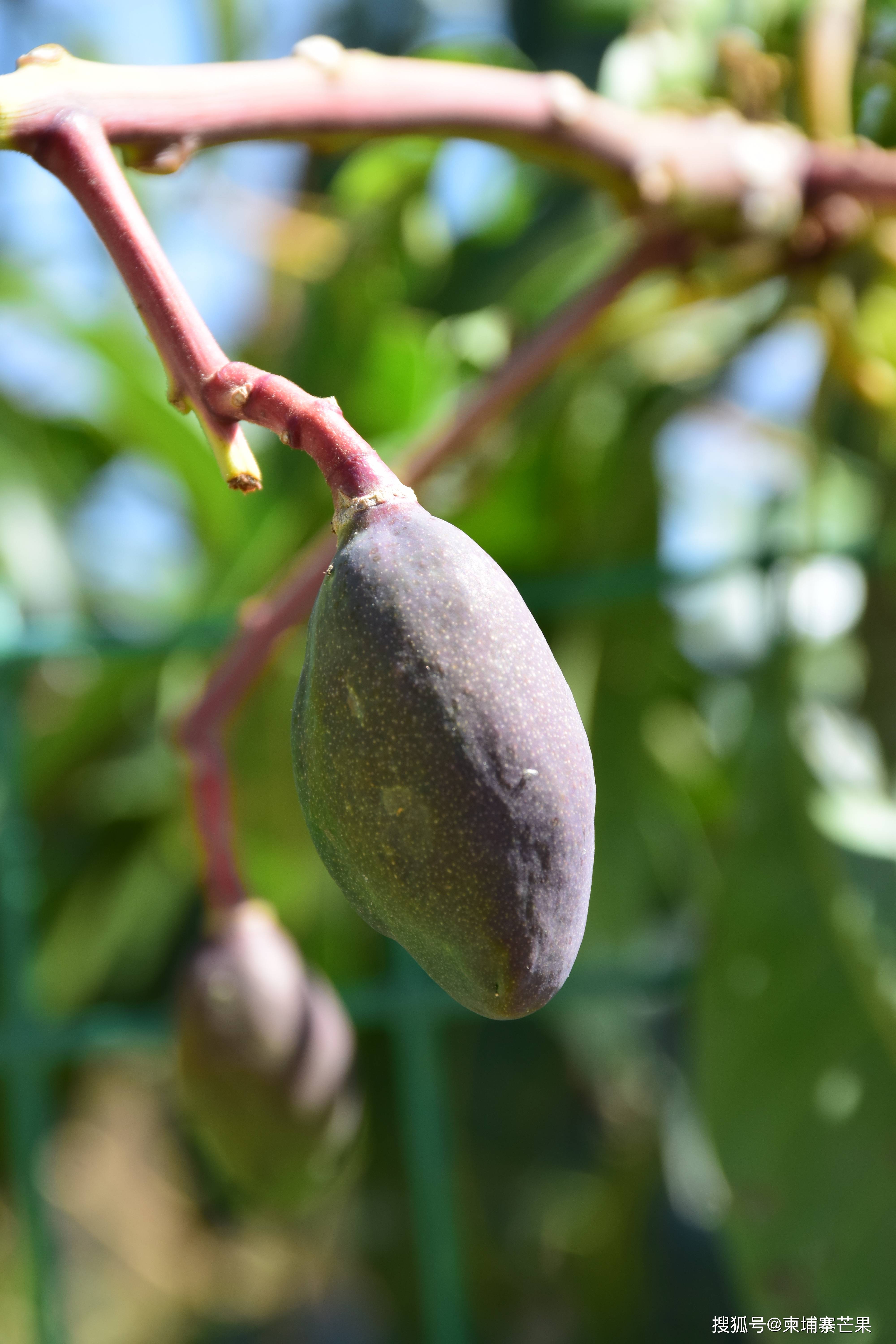 柬埔寨的气候特别适合种植芒果