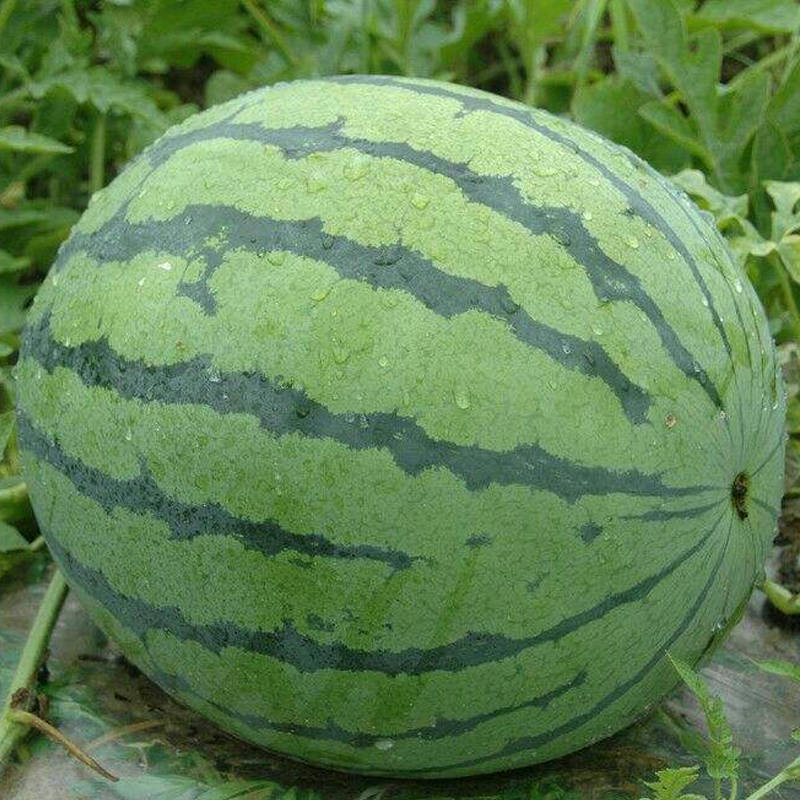 现在能种植西瓜吗 f3b6d36b36db45ab8b94a28af3ff52ac.jpeg