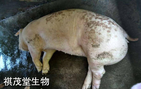 治疗|秋冬注意防治猪胸膜肺炎!猪胸膜肺炎症状有哪些?秋冬治疗猪胸膜肺炎的方法!