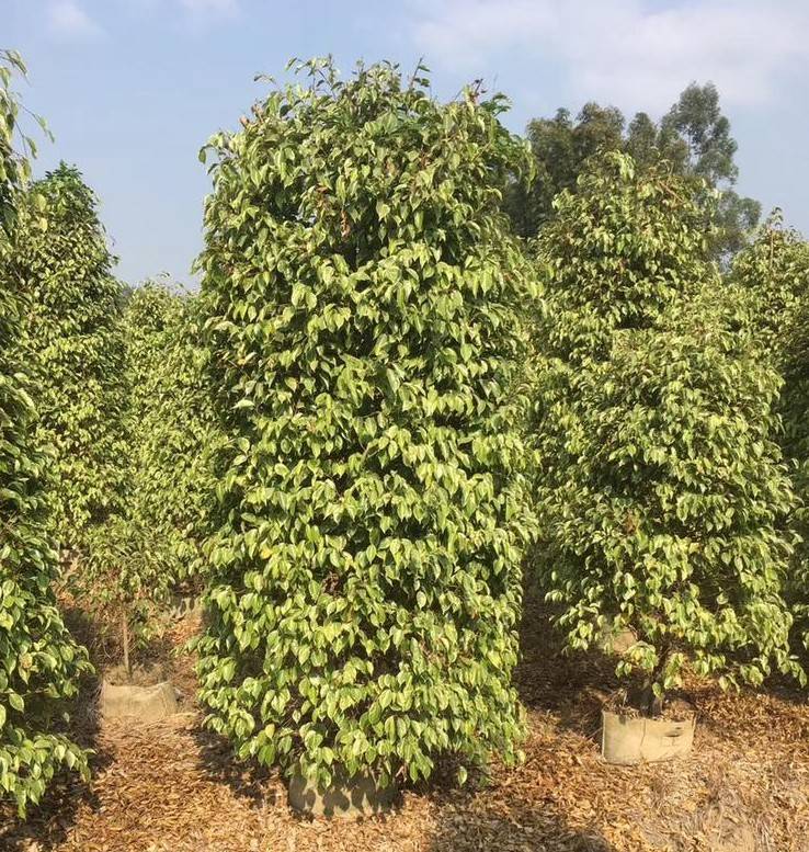 新微型空气过滤盆栽可可榕花叶垂榕