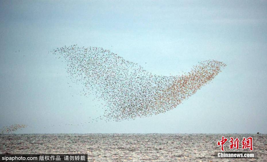 英国成千上万鸟儿“逐浪而舞”场面壮观-搜狐大视野-搜狐新闻