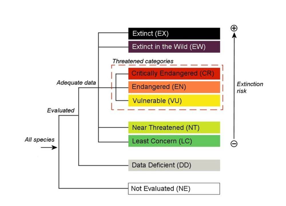 iucn物种濒危等级图片