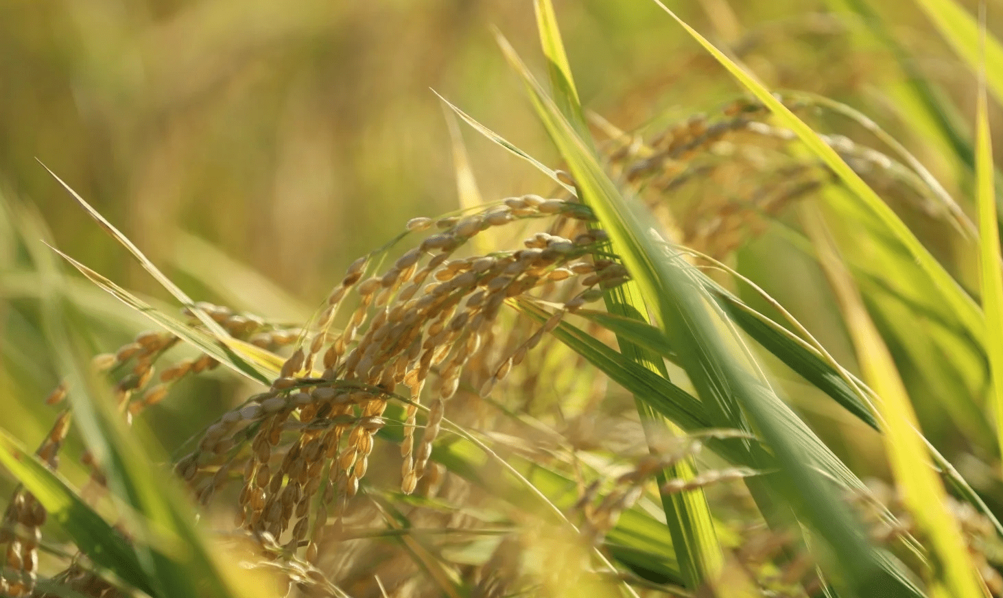 丰收季节黄澄澄的稻谷整个田野就像一块金色的地毯