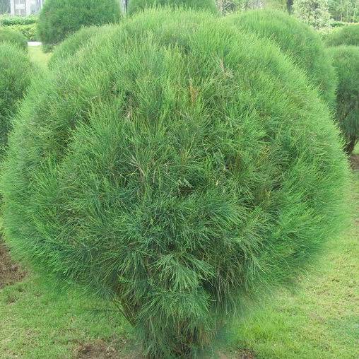 具药用价值的滨海耐盐碱速生防护林树种——快繁木麻黄