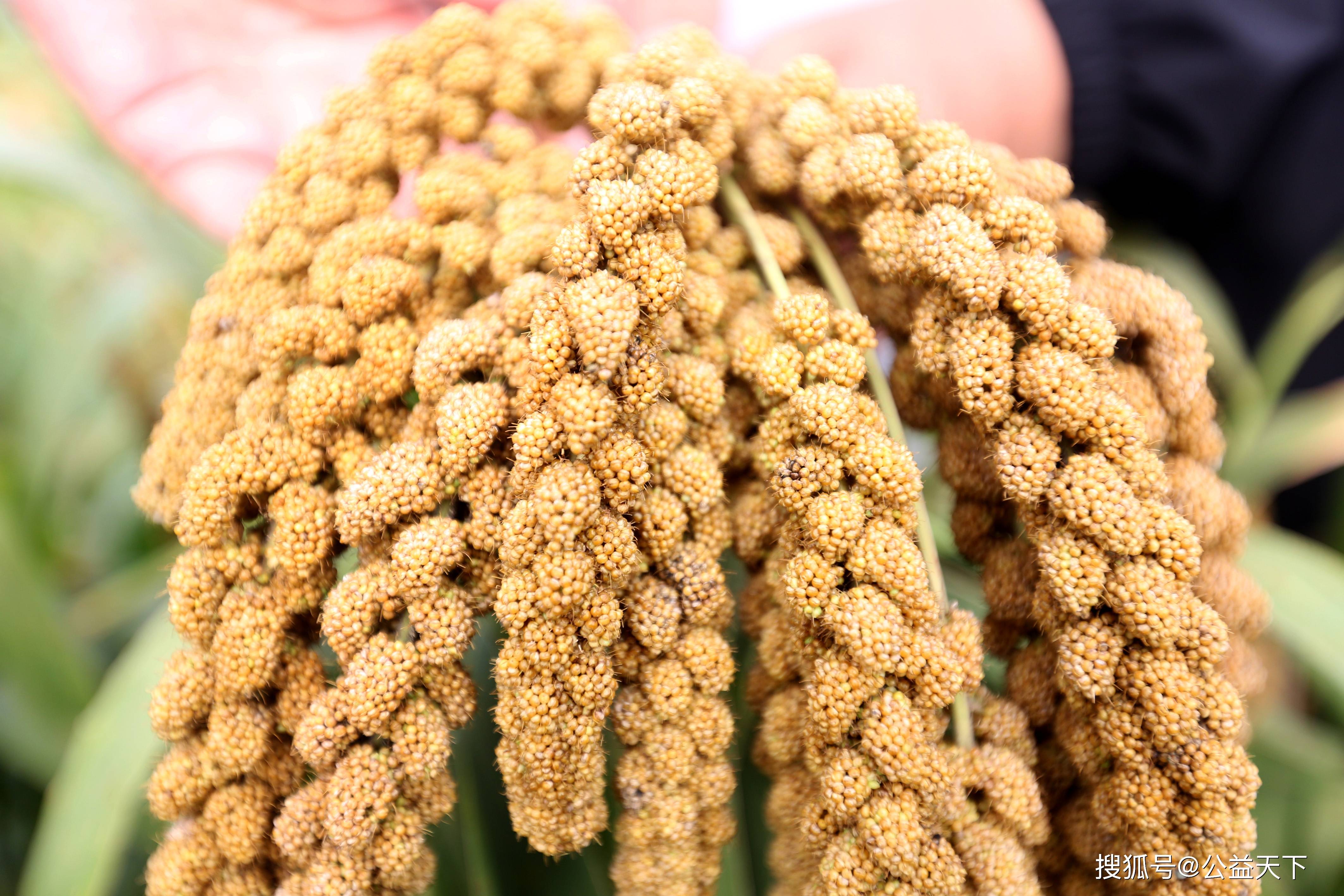 河南安阳:秋分恰逢丰收节 五谷丰登话丰收