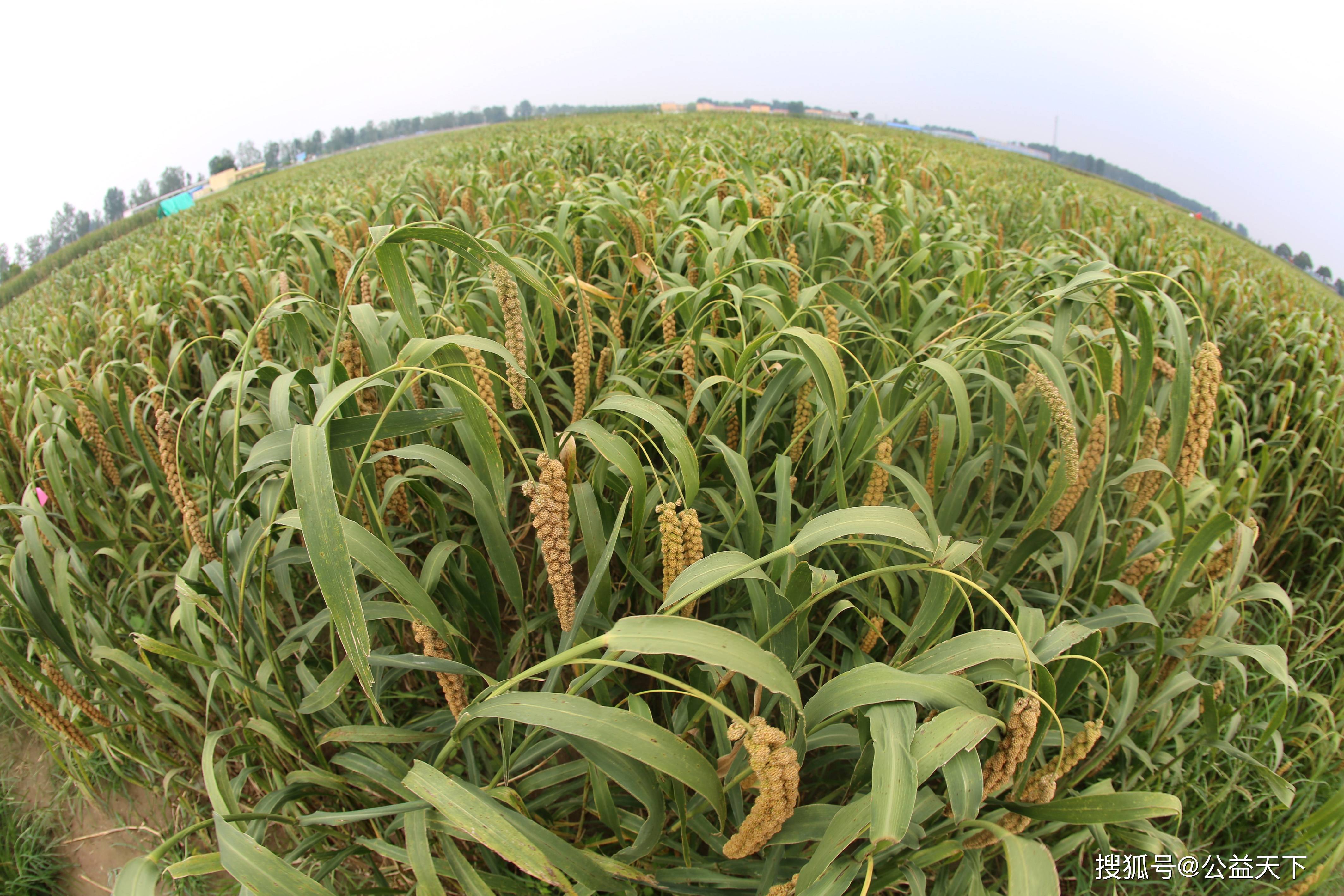 河南安阳:秋分恰逢丰收节 五谷丰登话丰收