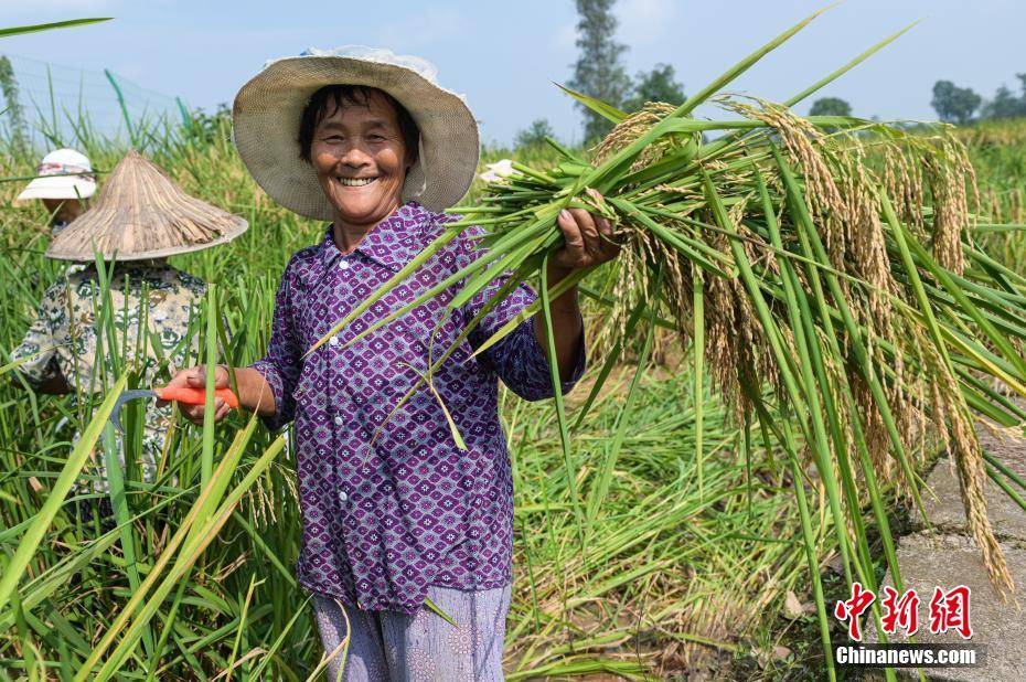 禾下乘凉梦圆!重庆大足2米高"巨型稻"开镰收割