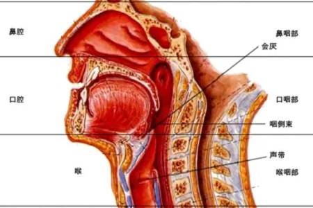 环杓系统:是以环杓关节为中心,有喉返神经所支配的环杓后肌,环杓侧肌