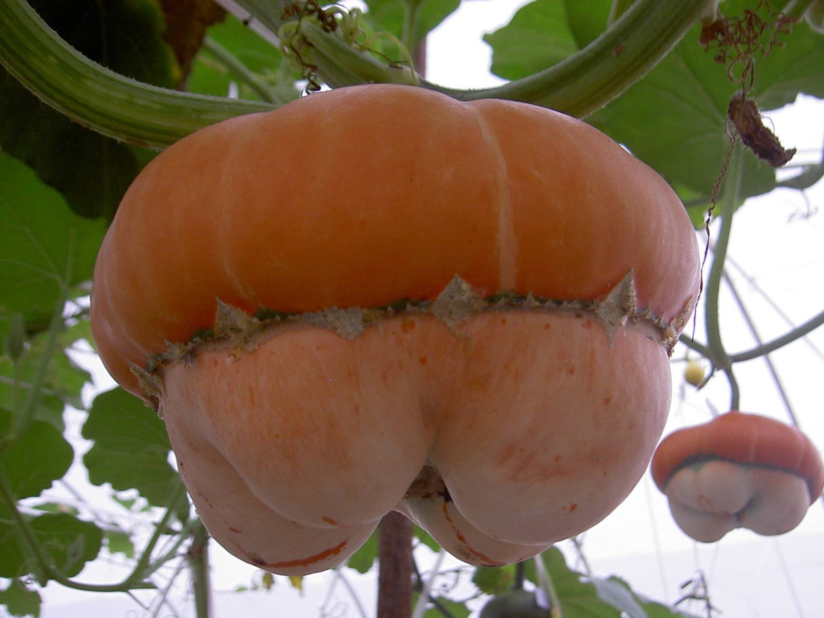 南瓜中的巨人-太空南瓜植物非试管高效快繁技术快繁太空南瓜_种子