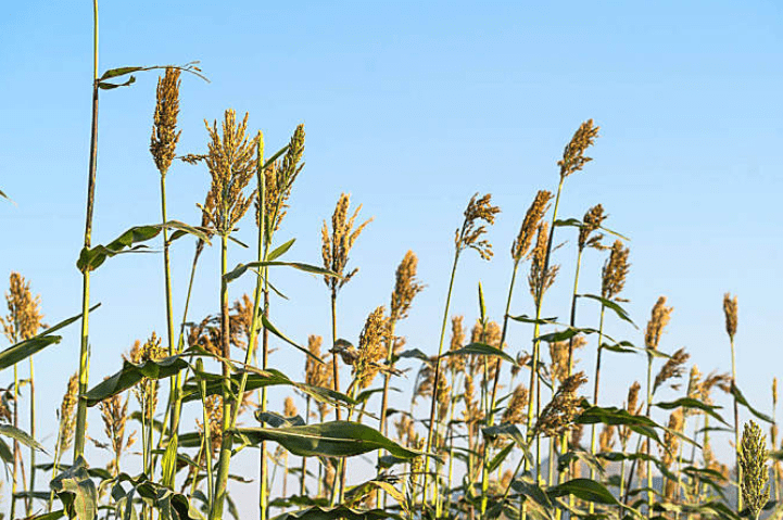 九生阳陈酿,高性价比优质酱香受市场热捧_陈小平