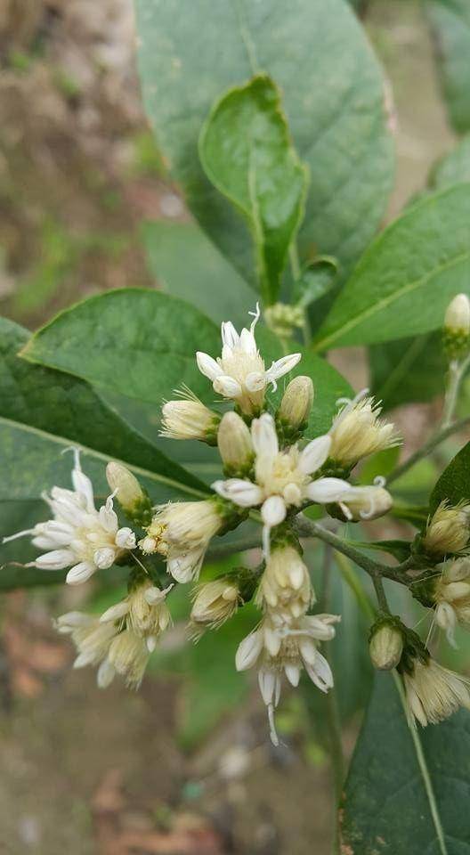 独特的观叶植物——南非叶