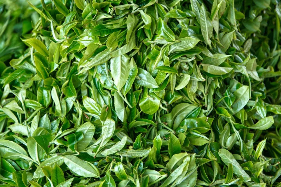 彩农茶2021秋61曼糯古树