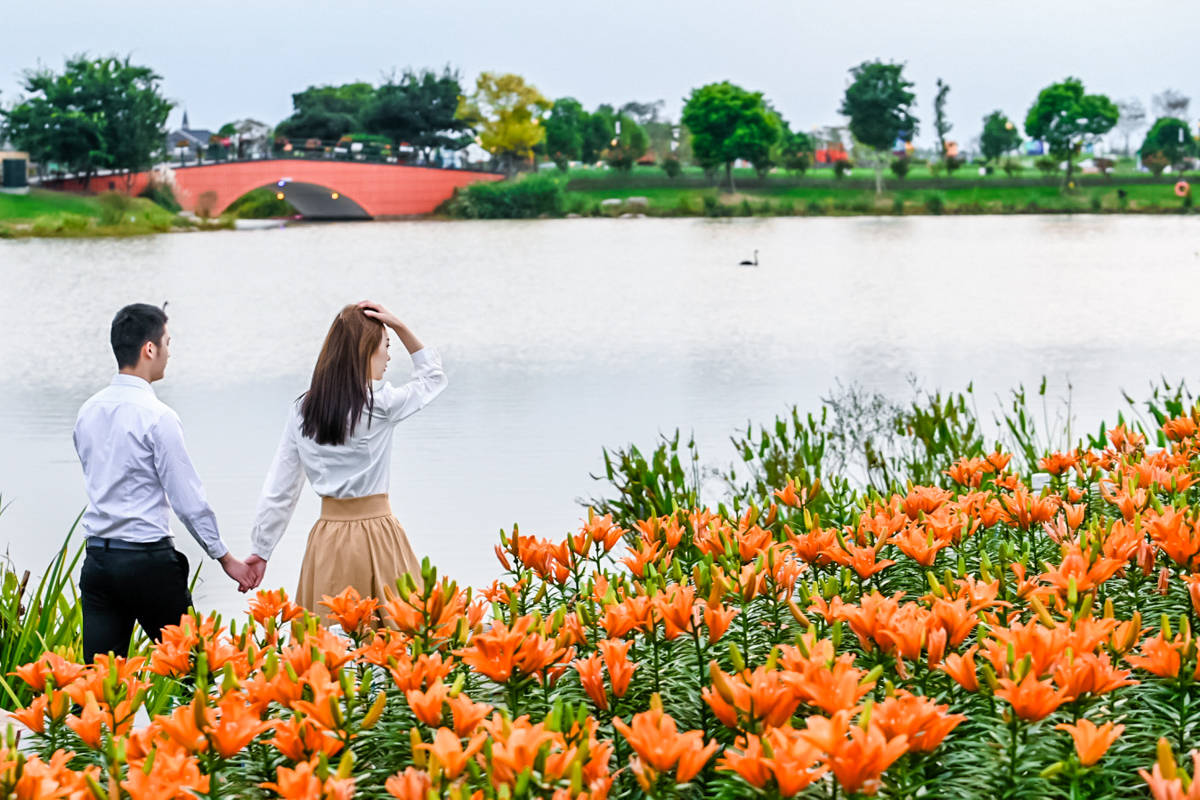 花海|这个十月就来盐城荷兰花海感受满园百合摇曳飘香