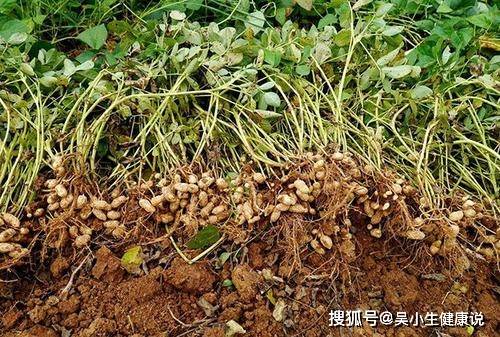 为什么不建议吃淫羊藿 55c85485570b44649dfa1d6411bc2a2f.jpeg