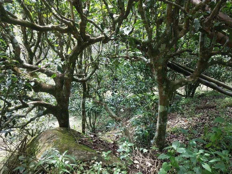 茶园|【普洱茶山行】云南西双版纳南糯山古茶山寻茶记一一拔玛寨