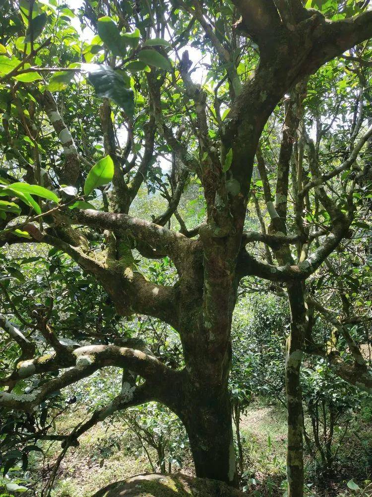 茶园|【普洱茶山行】云南西双版纳南糯山古茶山寻茶记一一拔玛寨