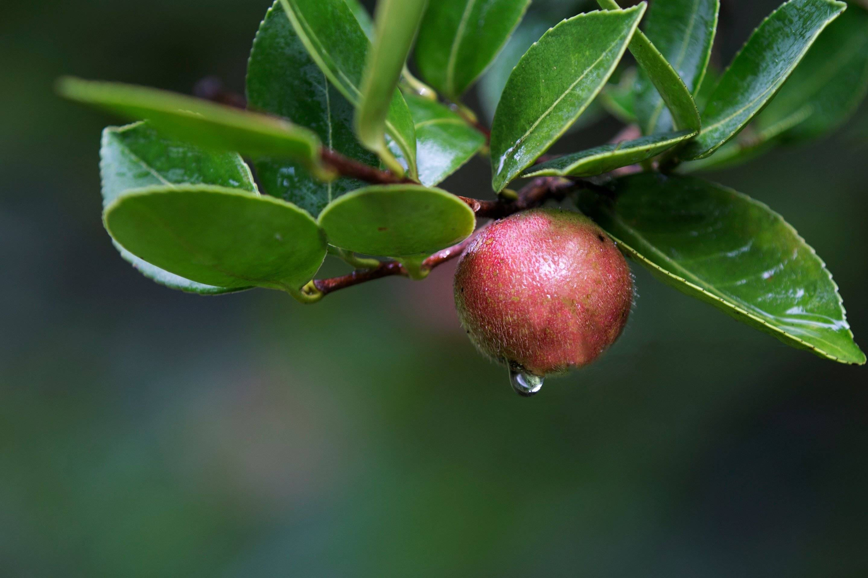 贵州山茶 侗乡神医与茶油的故事