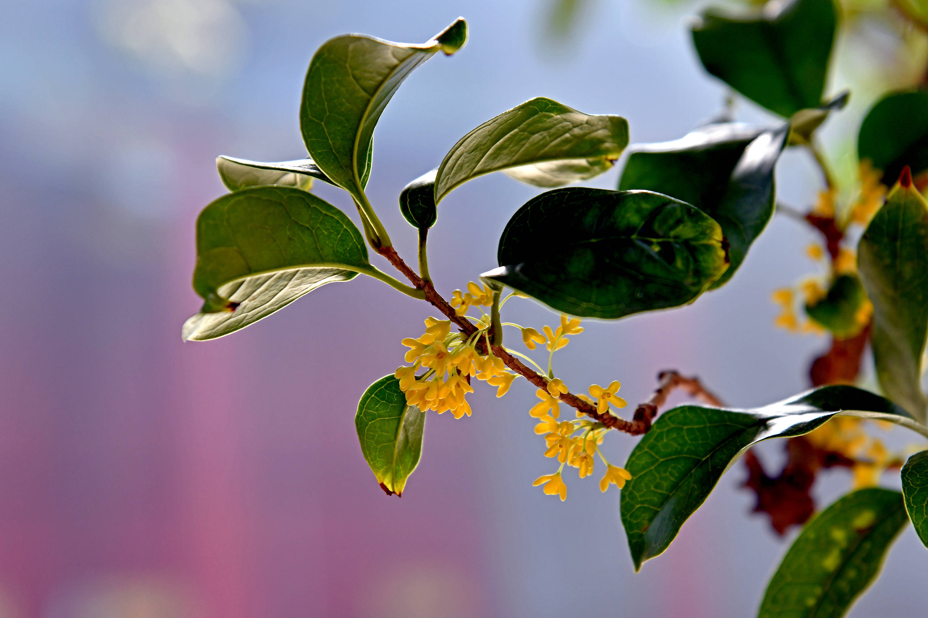 金秋时节赏桂花四群芳佳境