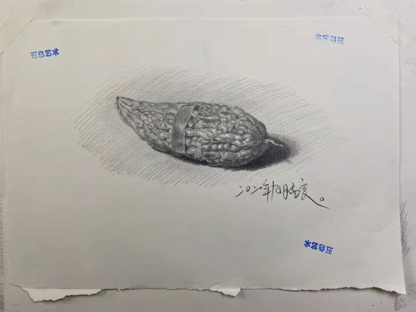 素描素描基础静物篇——写实小苦瓜