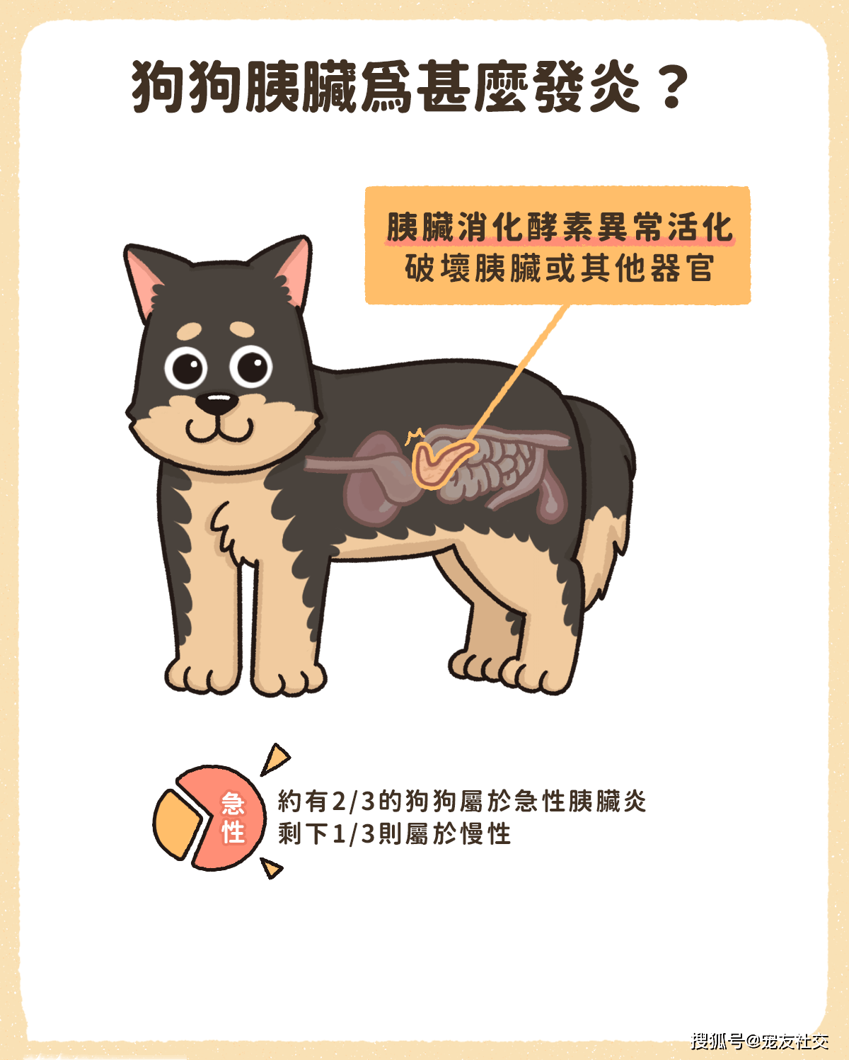 宠友社交 兽医诊间小教室 狗狗乱吃惹的祸 胰脏炎的诊断与治疗 检查 全网搜
