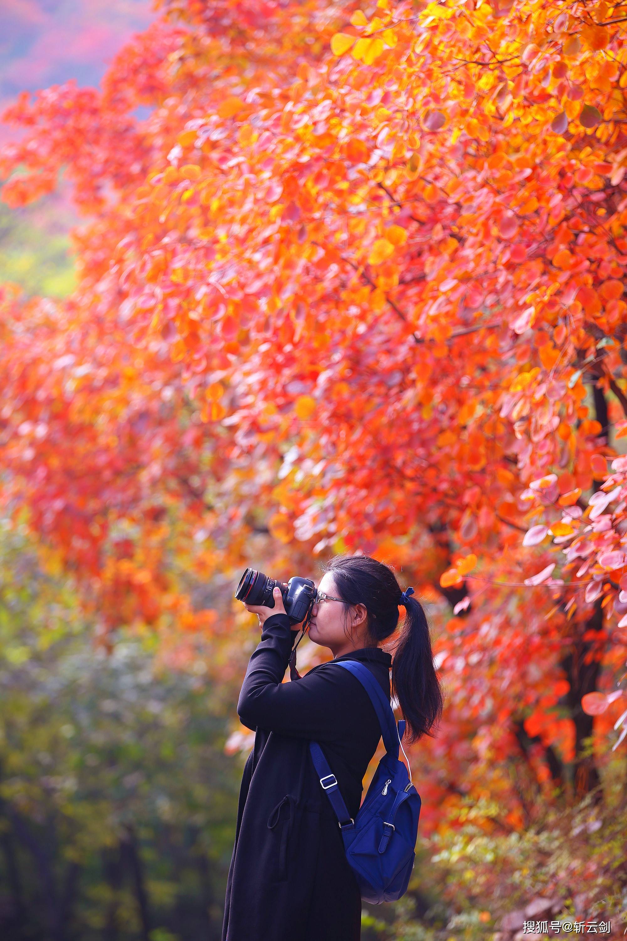 江北最大賞紅打卡地濟南紅葉谷4000畝黃櫨爭豔奪目