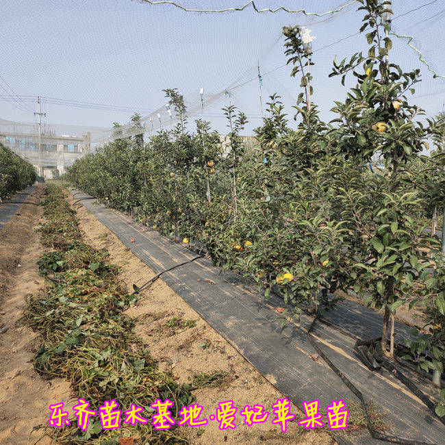 一个抗氧化能力特别强的苹果矮化爱妃苹果树苗结果表现甜度高脆甜多汁
